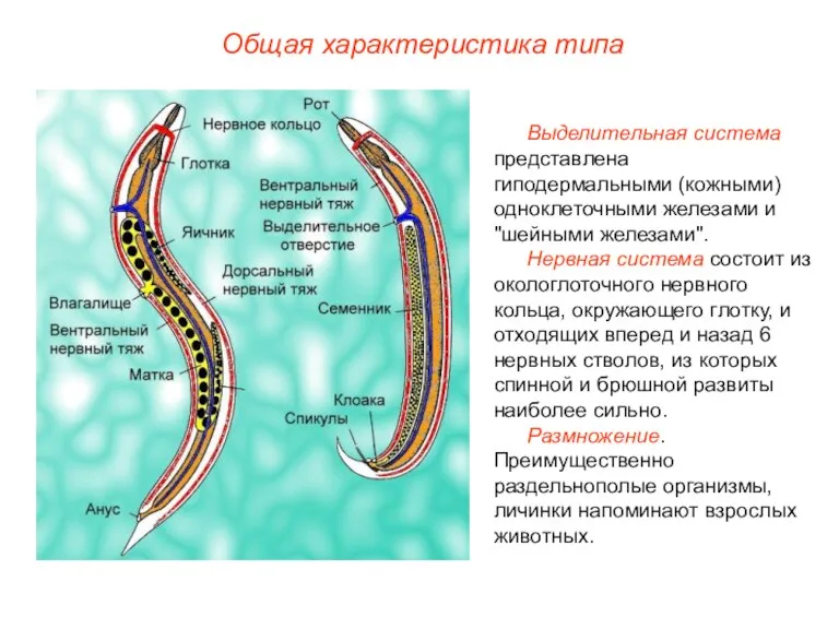 Общая характеристика типа Выделительная система представлена гиподермальными (кожными) одноклеточными железами
