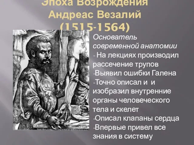 Эпоха Возрождения Андреас Везалий (1515-1564) Основатель современной анатомии - На