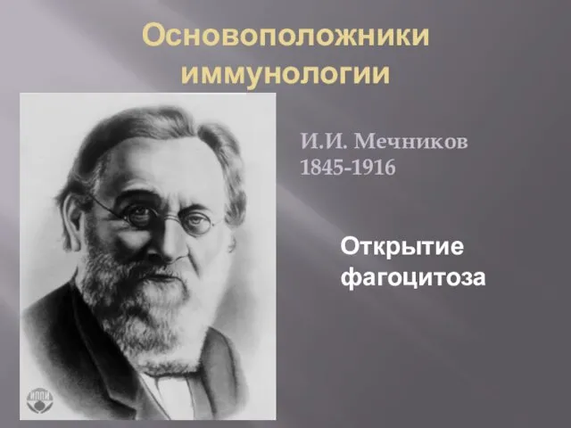 Основоположники иммунологии Открытие фагоцитоза И.И. Мечников 1845-1916
