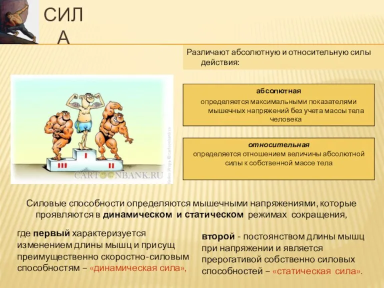 СИЛА Различают абсолютную и относительную силы действия: абсолютная определяется максимальными