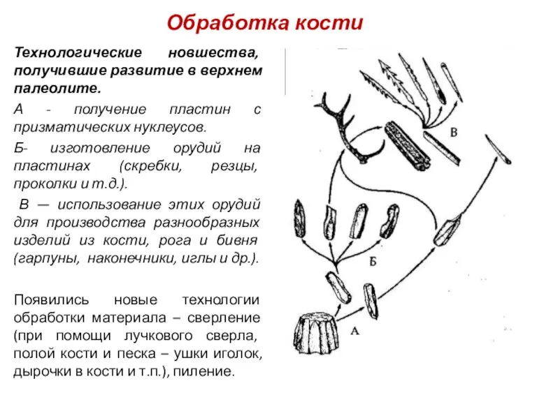 Обработка кости Технологические новшества, получившие развитие в верхнем палеолите. А