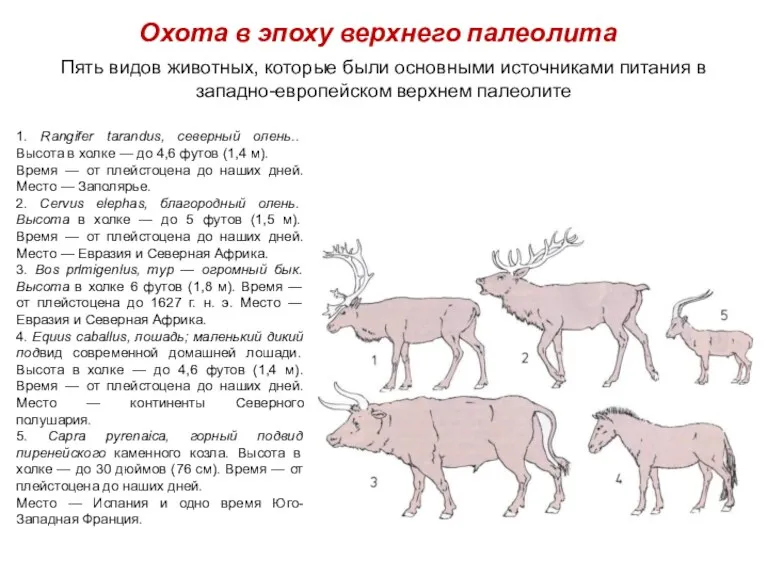 Охота в эпоху верхнего палеолита 1. Rangifer tarandus, северный олень..