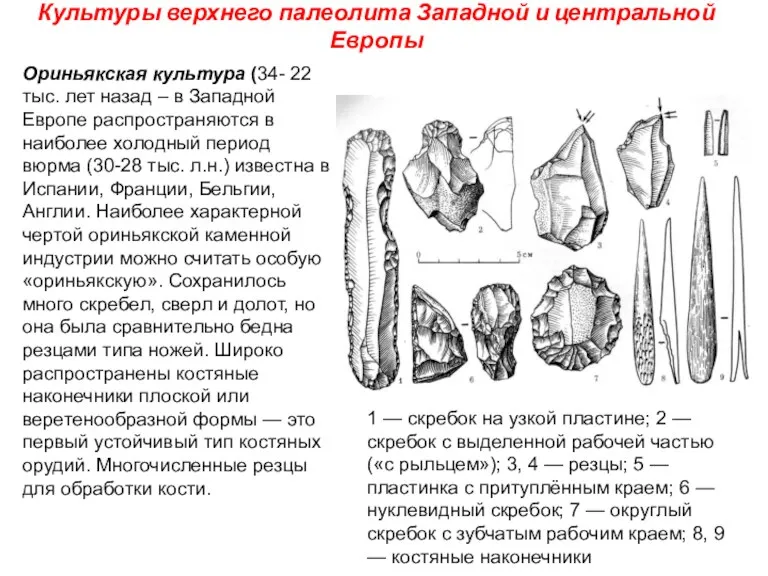 Культуры верхнего палеолита Западной и центральной Европы Ориньякская культура (34-