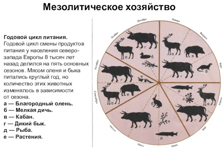 Мезолитическое хозяйство Годовой цикл питания. Годовой цикл смены продуктов питания