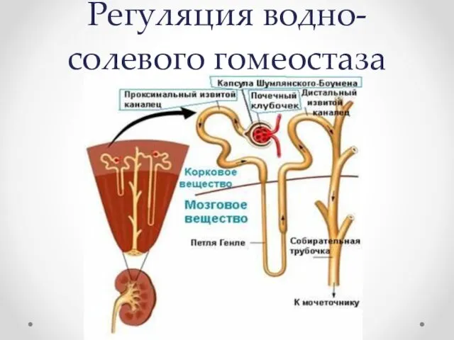 Регуляция водно-солевого гомеостаза