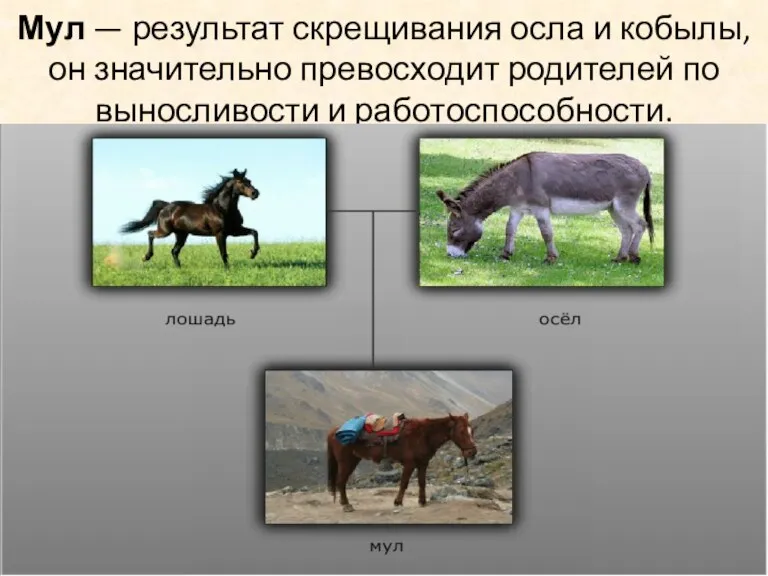 Мул — результат скрещивания осла и кобылы, он значительно превосходит родителей по выносливости и работоспособности.