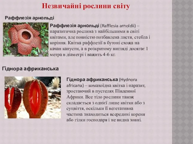 Незвичайні рослини світу Раффлезія арнольді Гіднора африканська