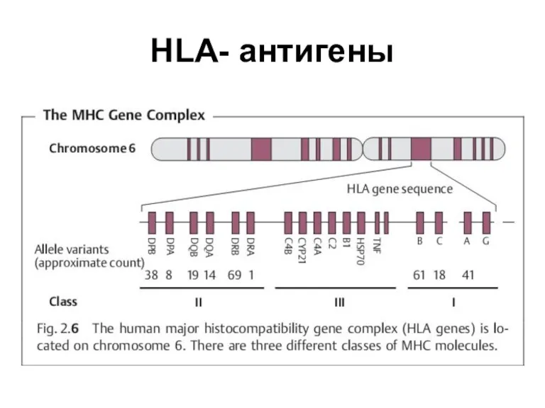 HLA- антигены