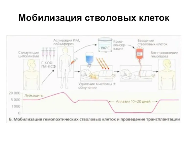 Мобилизация стволовых клеток