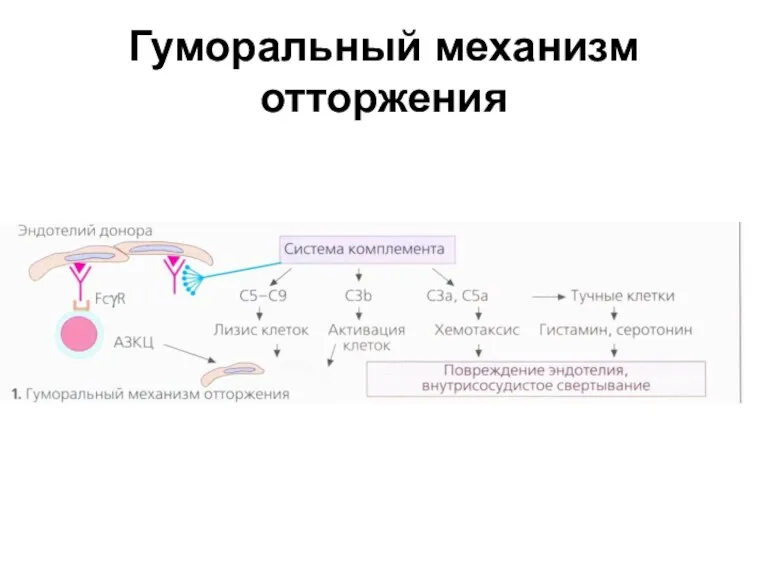 Гуморальный механизм отторжения