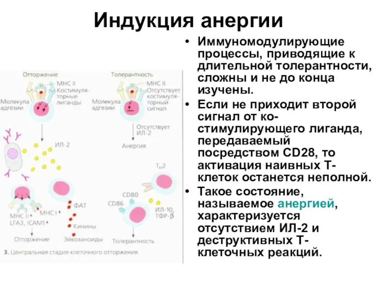 Индукция анергии Иммуномодулирующие процессы, приводящие к длительной толерантности, сложны и