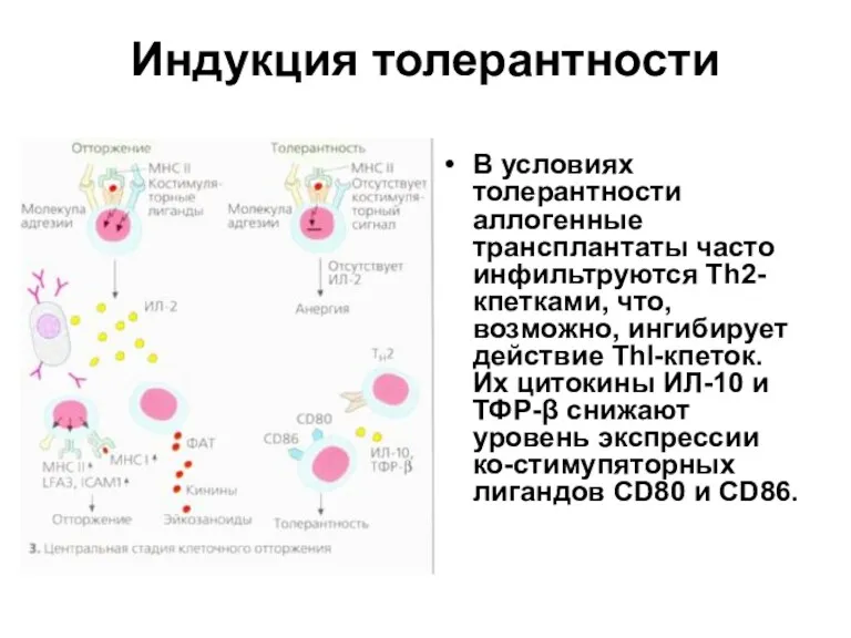 Индукция толерантности В условиях толерантности аллогенные трансплантаты часто инфильтруются Тh2-кпетками,