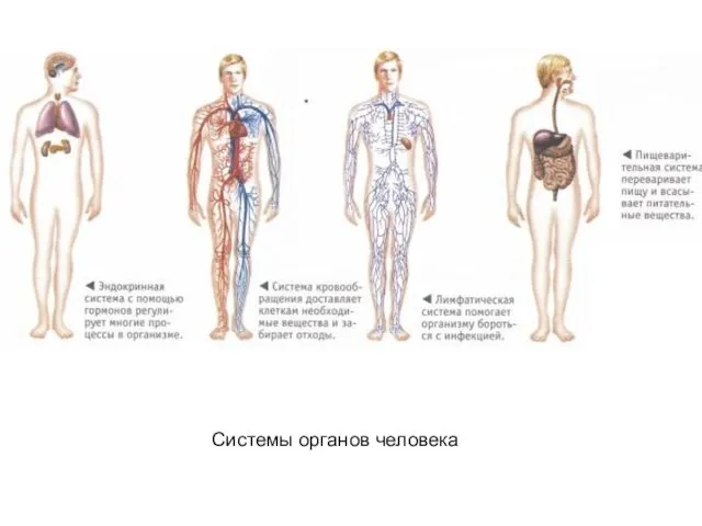 Системы органов человека