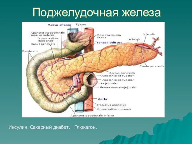 Поджелудочная железа Инсулин. Сахарный диабет. Глюкагон.