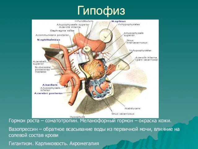 Гипофиз Гормон роста – соматотропин. Меланофорный гормон – окраска кожи.