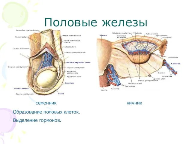 Половые железы семенник яичник Образование половых клеток. Выделение гормонов.