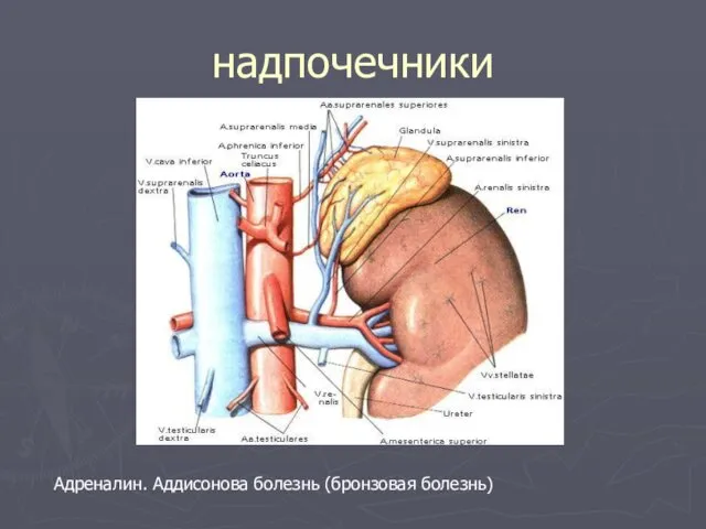 надпочечники Адреналин. Аддисонова болезнь (бронзовая болезнь)