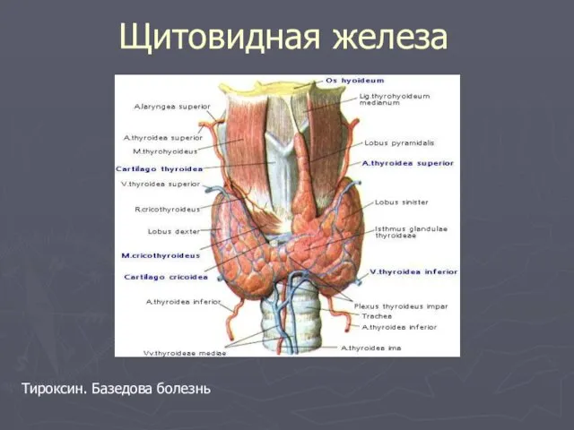 Щитовидная железа Тироксин. Базедова болезнь