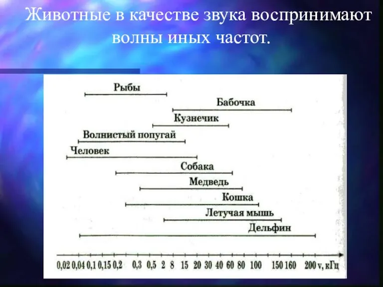 Животные в качестве звука воспринимают волны иных частот.