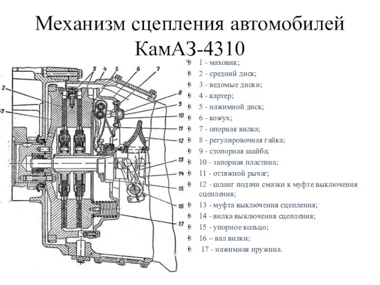 Механизм сцепления автомобилей КамАЗ-4310 1 - маховик; 2 - средний