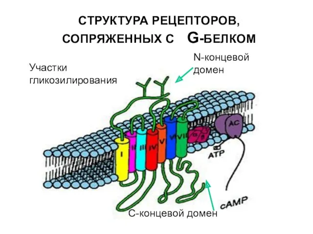 СТРУКТУРА РЕЦЕПТОРОВ,СОПРЯЖЕННЫХ С G-БЕЛКОМ N-концевой домен Участки гликозилирования С-концевой домен