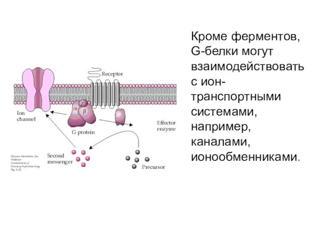 Кроме ферментов, G-белки могут взаимодействовать с ион-транспортными системами, например, каналами, ионообменниками.
