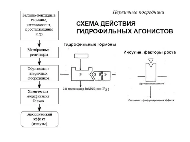 СХЕМА ДЕЙСТВИЯ ГИДРОФИЛЬНЫХ АГОНИСТОВ Первичные посредники Гидрофильные гормоны Инсулин, факторы роста