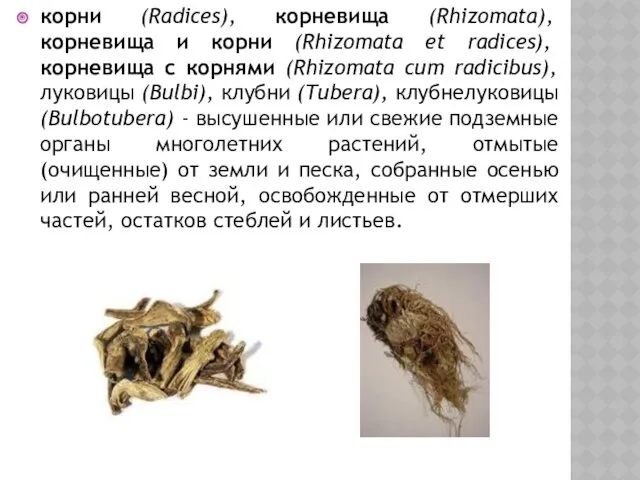 корни (Radices), корневища (Rhizomata), корневища и корни (Rhizomata et radices),