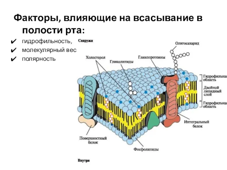 Факторы, влияющие на всасывание в полости рта: гидрофильность, молекулярный вес, полярность