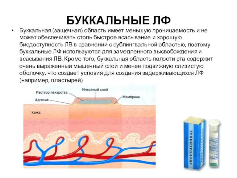 БУККАЛЬНЫЕ ЛФ Буккальная (защечная) область имеет меньшую проницаемость и не