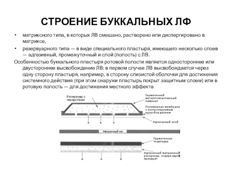 СТРОЕНИЕ БУККАЛЬНЫХ ЛФ матриксного типа, в которых ЛВ смешано, растворено