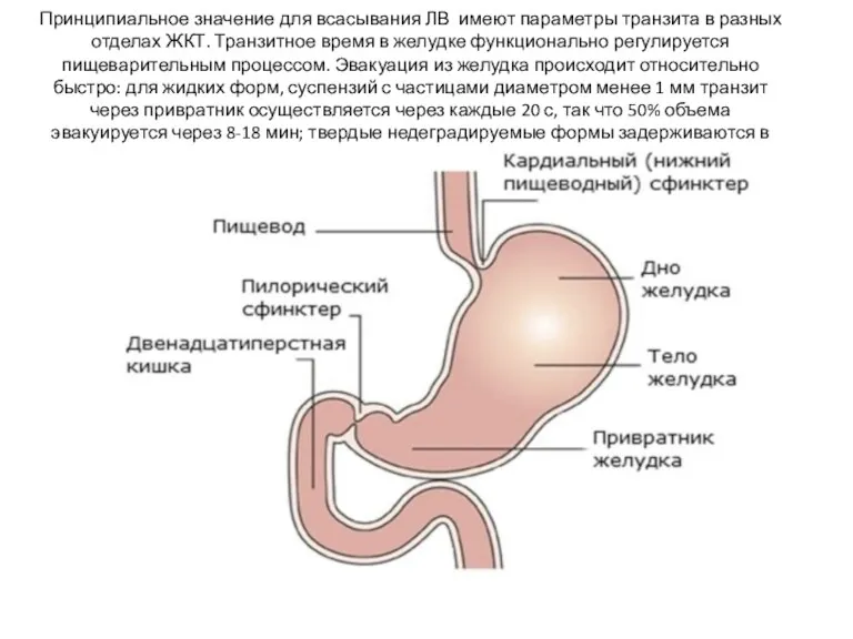 Принципиальное значение для всасывания ЛВ имеют параметры транзита в разных