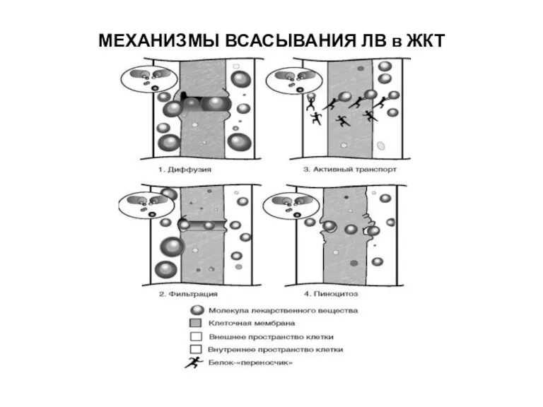 МЕХАНИЗМЫ ВСАСЫВАНИЯ ЛВ в ЖКТ