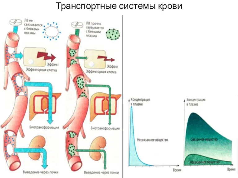 Транспортные системы крови