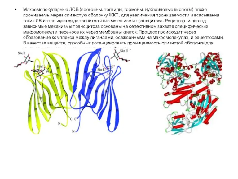Макромолекулярные ЛСВ (протеины, пептиды, гормоны, нуклеиновые кислоты) плохо проницаемы через