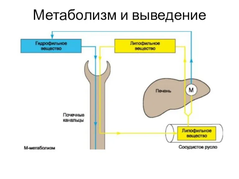 Метаболизм и выведение