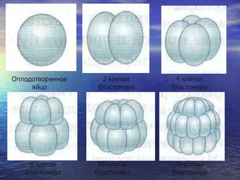 Оплодотворенное яйцо 2 клетки бластомера 4 клетки бластомера 8 клеток
