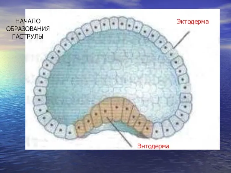 НАЧАЛО ОБРАЗОВАНИЯ ГАСТРУЛЫ Эктодерма Энтодерма