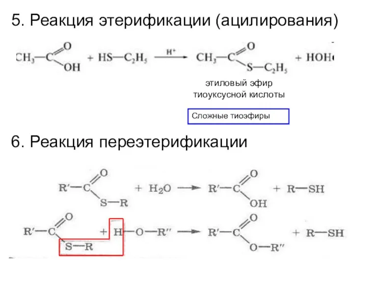 5. Реакция этерификации (ацилирования) Сложные тиоэфиры этиловый эфир тиоуксусной кислоты 6. Реакция переэтерификации