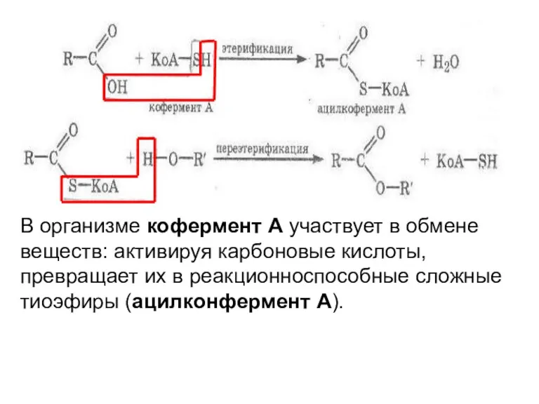 В организме кофермент А участвует в обмене веществ: активируя карбоновые