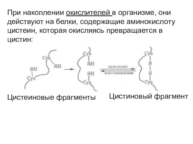 При накоплении окислителей в организме, они действуют на белки, содержащие