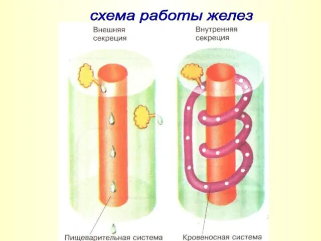 схема работы желез