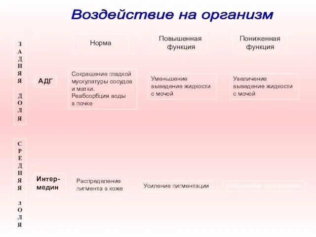 Норма Повышенная функция Пониженная функция ЗАДНЯЯ ДОЛ Я С Р