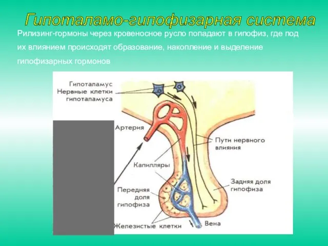 Рилизинг-гормоны через кровеносное русло попадают в гипофиз, где под их влиянием происходят образование,