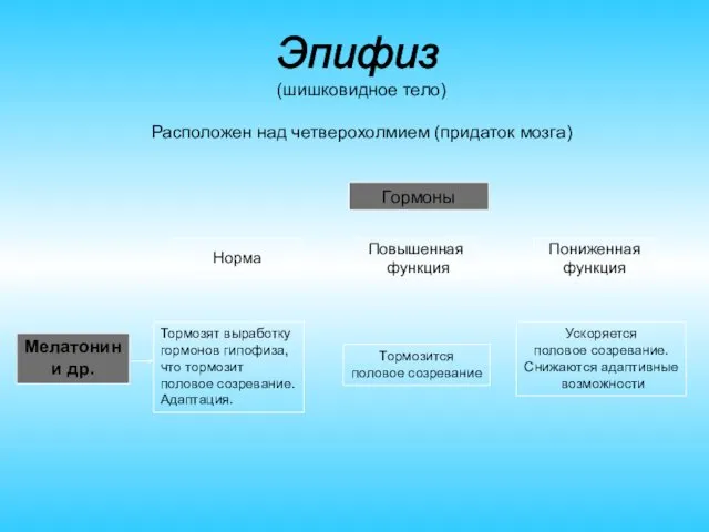 (шишковидное тело) Расположен над четверохолмием (придаток мозга) Гормоны Норма Повышенная