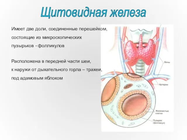 Имеет две доли, соединенные перешейком, состоящие из микроскопических пузырьков -