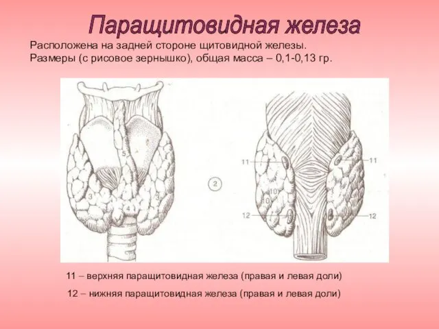 11 – верхняя паращитовидная железа (правая и левая доли) 12 – нижняя паращитовидная