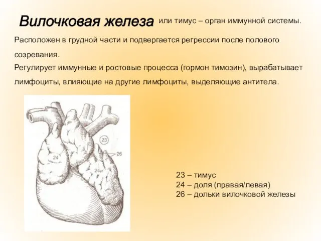 или тимус – орган иммунной системы. Расположен в грудной части