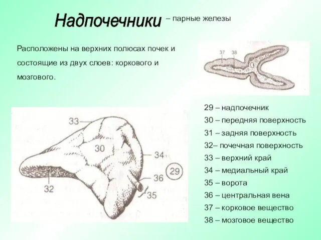 Расположены на верхних полюсах почек и состоящие из двух слоев: коркового и мозгового.