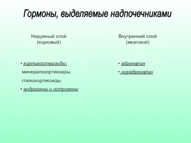 Наружный слой (корковый) Внутренний слой (мозговой) кортикостероиды: минералокортикоиды, глюкокортикоиды. андрогены